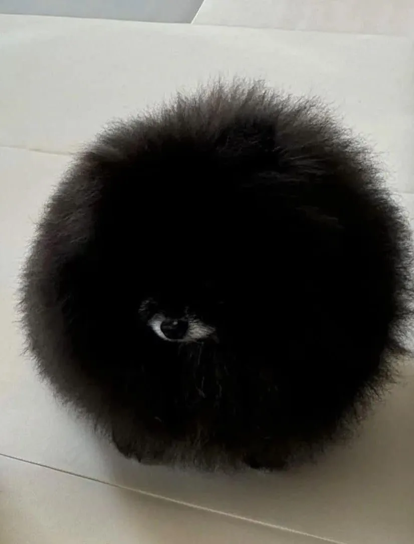 A small, black, fluffy dog is curled into a tight, round ball on a light-colored tiled floor, with only one eye visible…