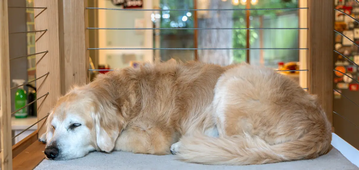Cooper's Cozy Nap Time