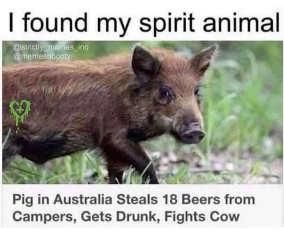 A brown wild boar stands in grass, looking alert. Text at the top reads 'I found my spirit animal' and at the bottom 'Pig in…