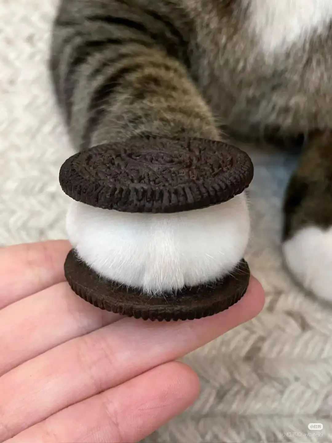 A close-up photo shows a person's hand holding a cat's paw, which is positioned between two chocolate sandwich cookies to…