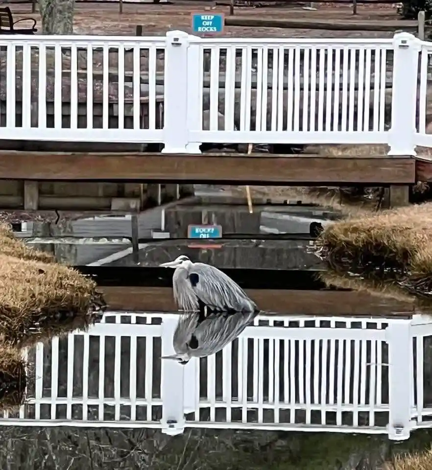 A grey heron stands in shallow water beneath a white wooden bridge, its reflection perfectly mirrored in the calm surface. A…