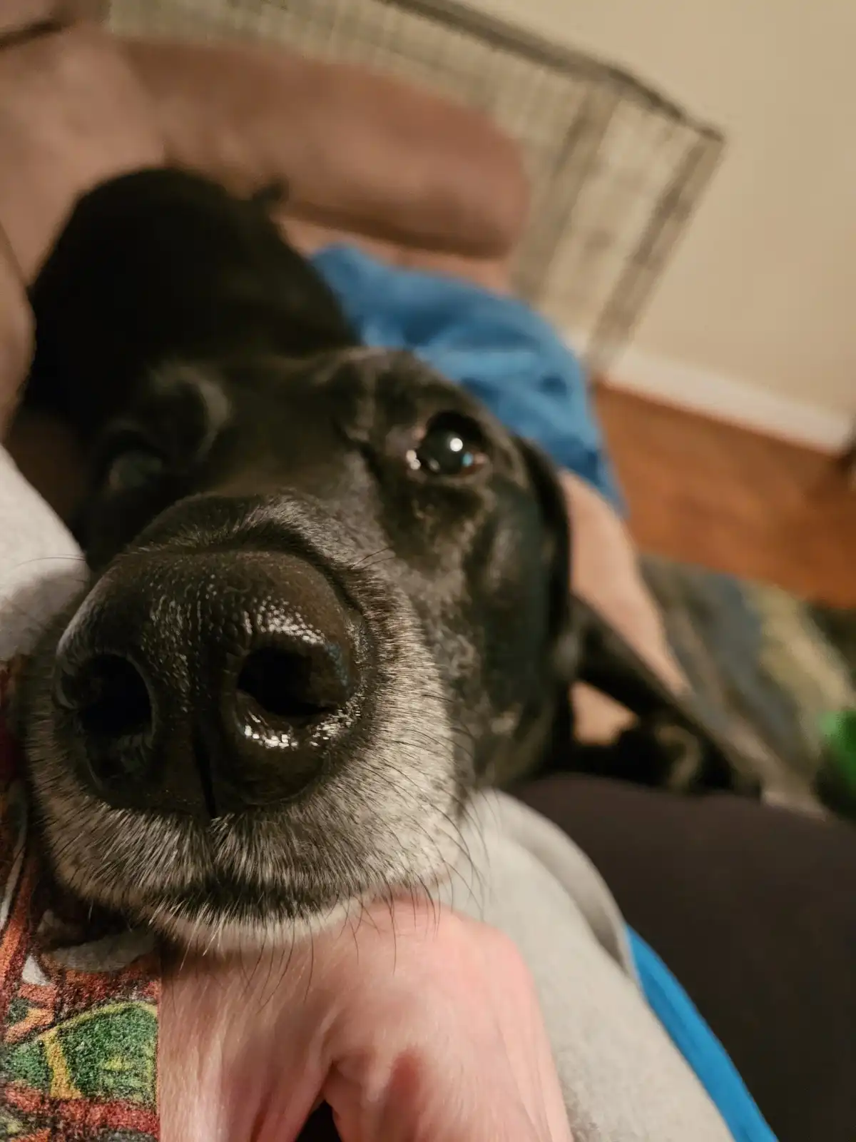 Meet my adorably clingy dog who never leaves my side