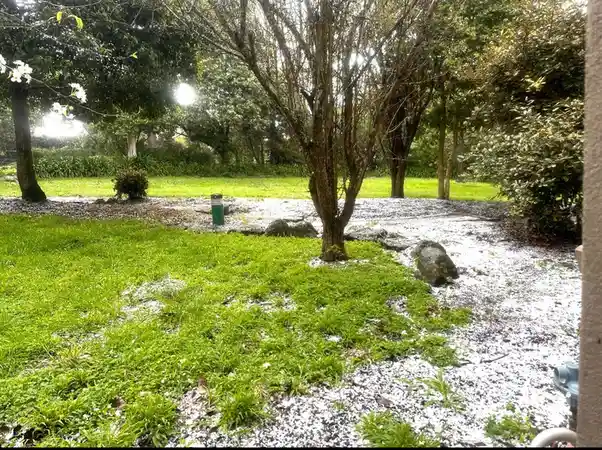 a green grassy yard with trees and bushes is covered in white specks that look like snow, but the overlaid text clarifies…