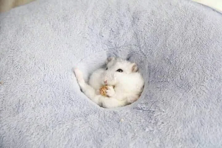 A small, fluffy white hamster is curled up inside a soft, light blue, circular pet bed, holding a small piece of food in its…