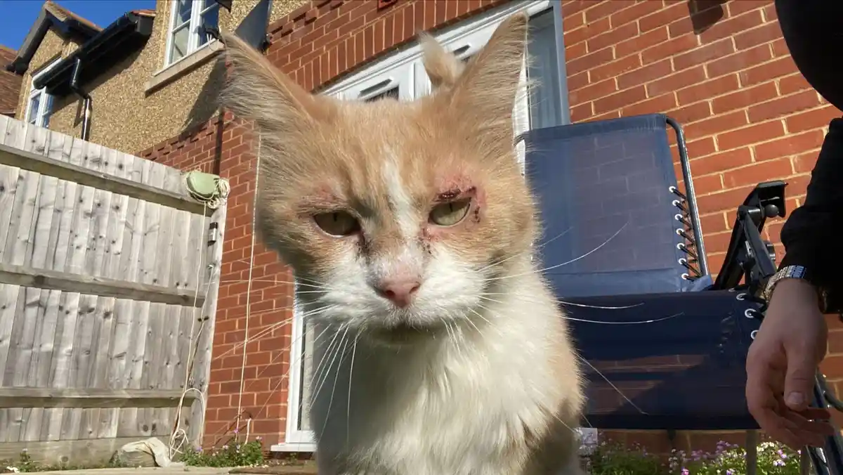 A close-up photo of a ginger and white cat with visible injuries around both eyes, including redness, swelling, and…