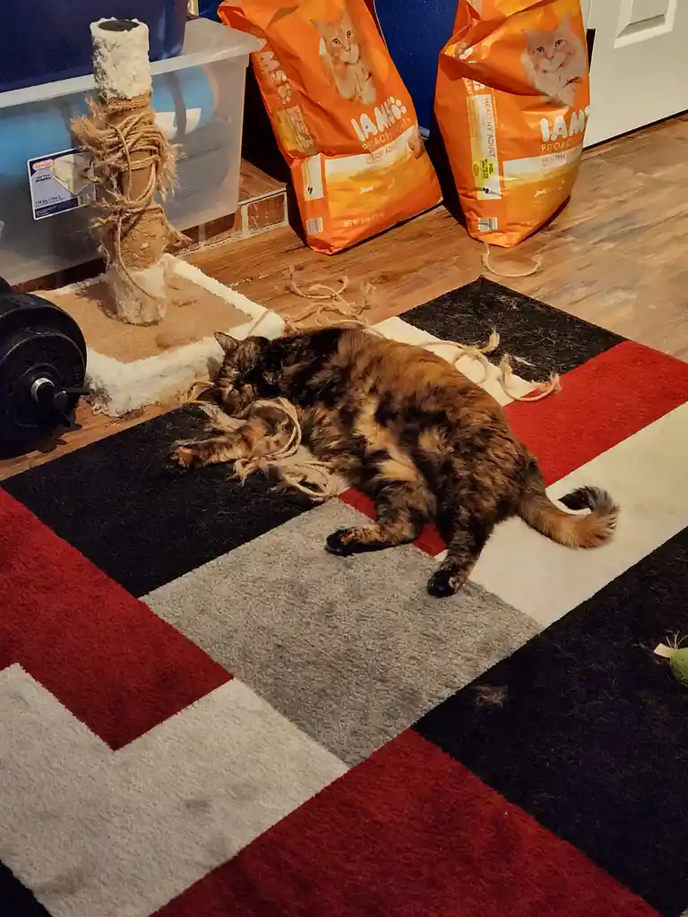 A tortoiseshell cat is lying on a red, black, and white geometric rug, surrounded by shredded rope from a nearby cat…