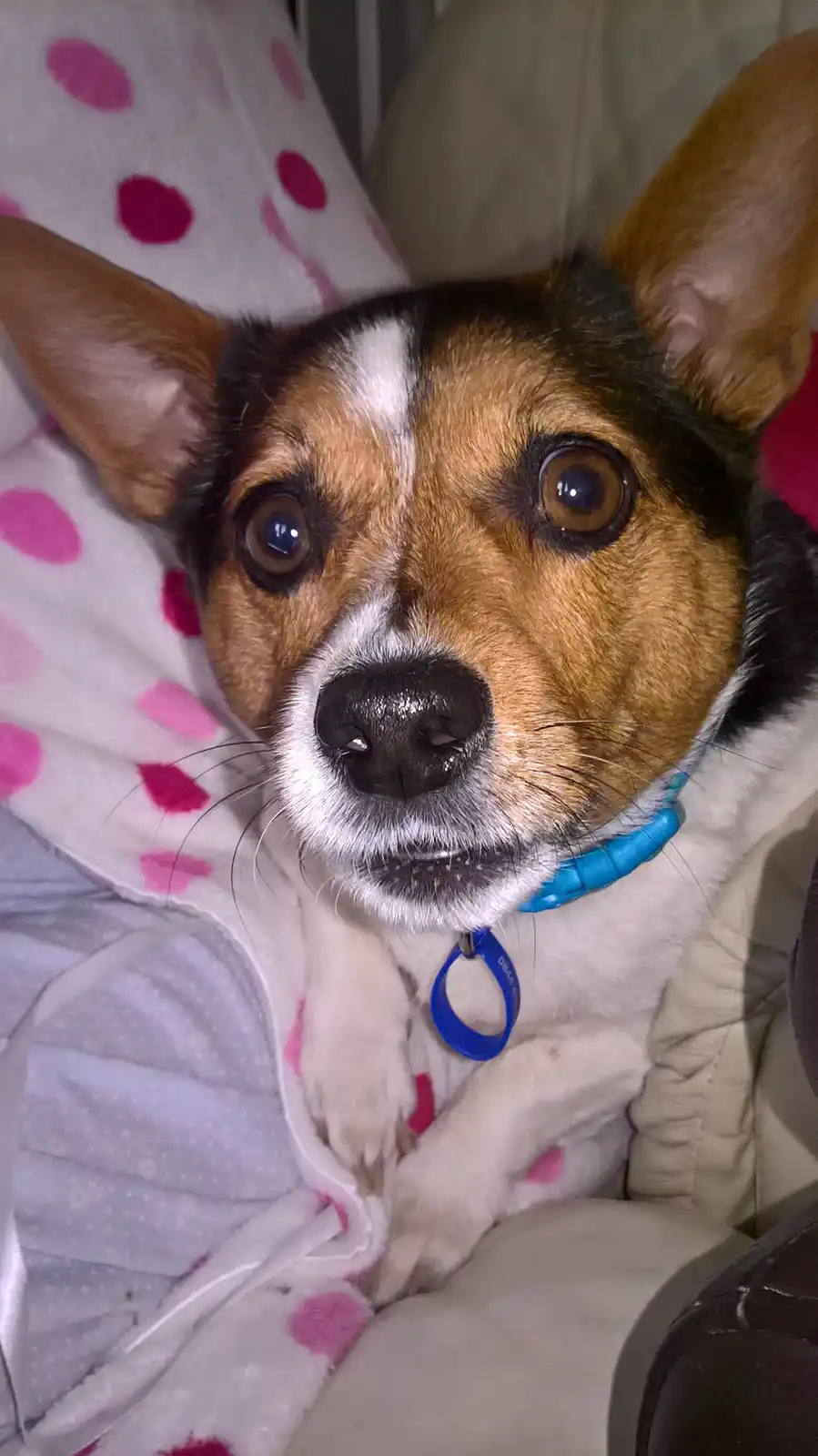 A close-up photo of a tri-color dog with large, wide eyes and a white muzzle, wearing a blue collar, resting on a pink…