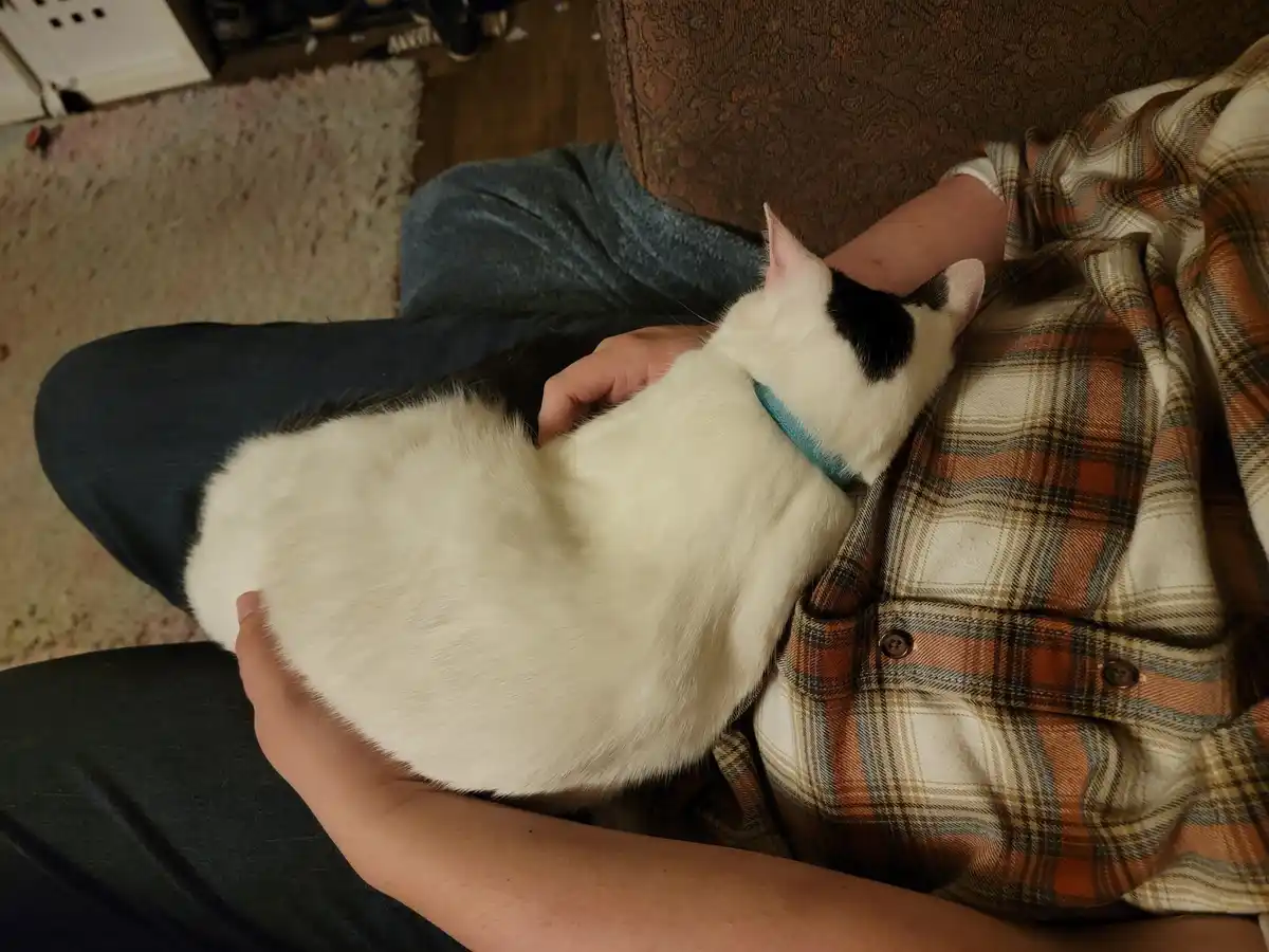 A white cat with a black patch on its head and a blue collar is curled up sleeping on a person's chest, who is wearing a…