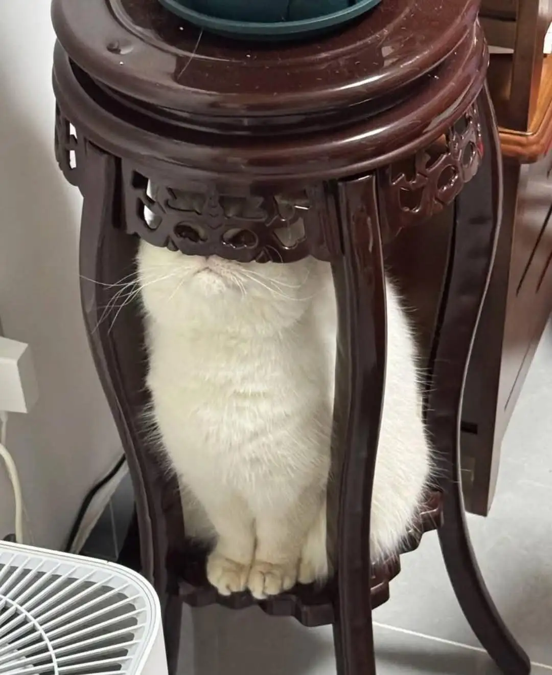 A fluffy white cat is sitting underneath a dark brown, ornately carved wooden table, with only its head, whiskers, and paws…
