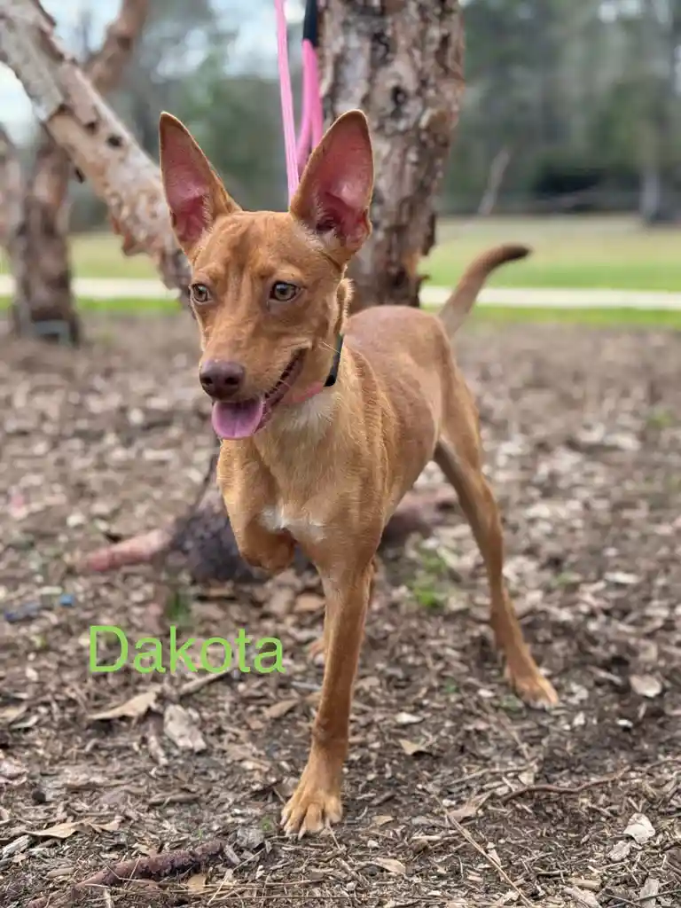 A tan-colored dog with large, pointed ears and a pink leash stands outdoors on mulch near trees. The name 'Dakota' is…