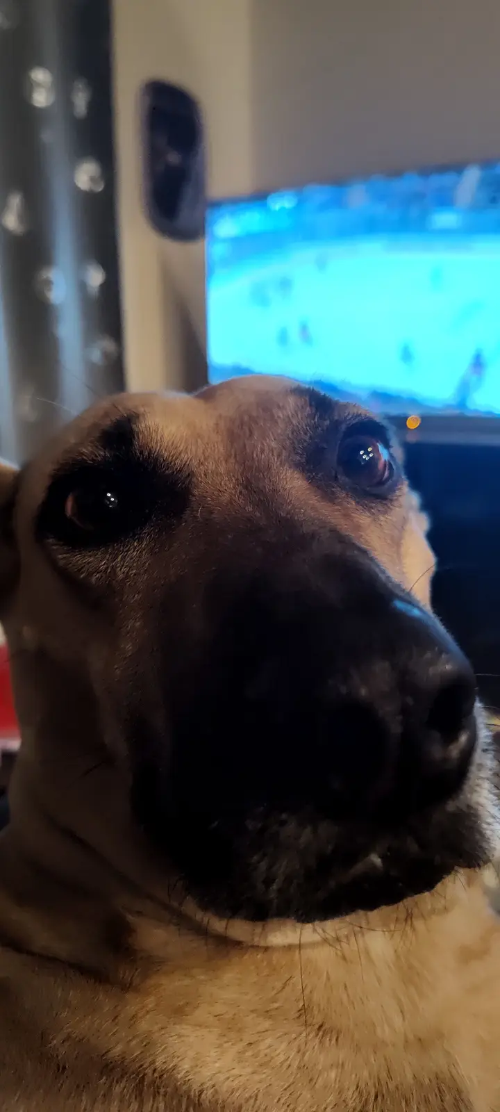 A close-up photo of a tan and black dog with large, expressive eyes looking directly at the camera, seemingly uninterested…