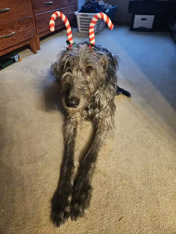 Wolfie Sends Heartfelt Holiday Wishes