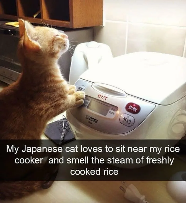 Stolen Memes Dump #4: A Treasure Trove of Laughter!
