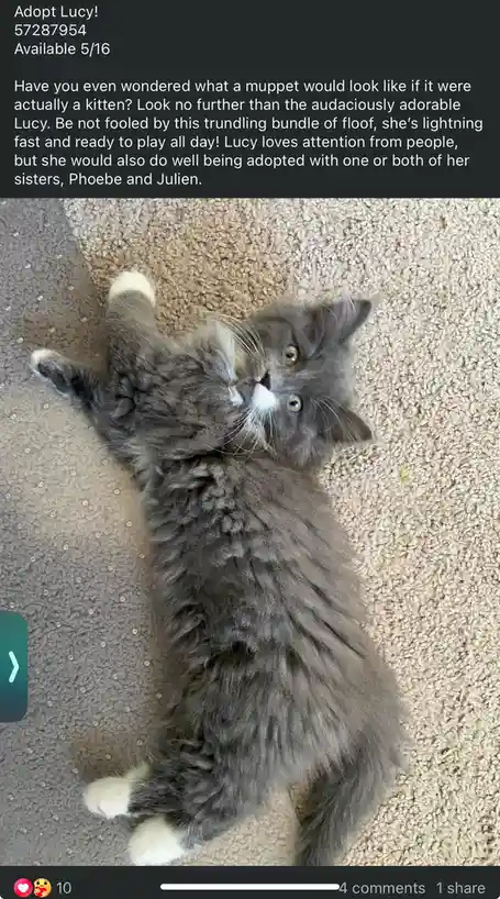 A fluffy gray kitten with white paws lies on its back on a beige carpet, looking up with wide eyes. The overlaid text is a…