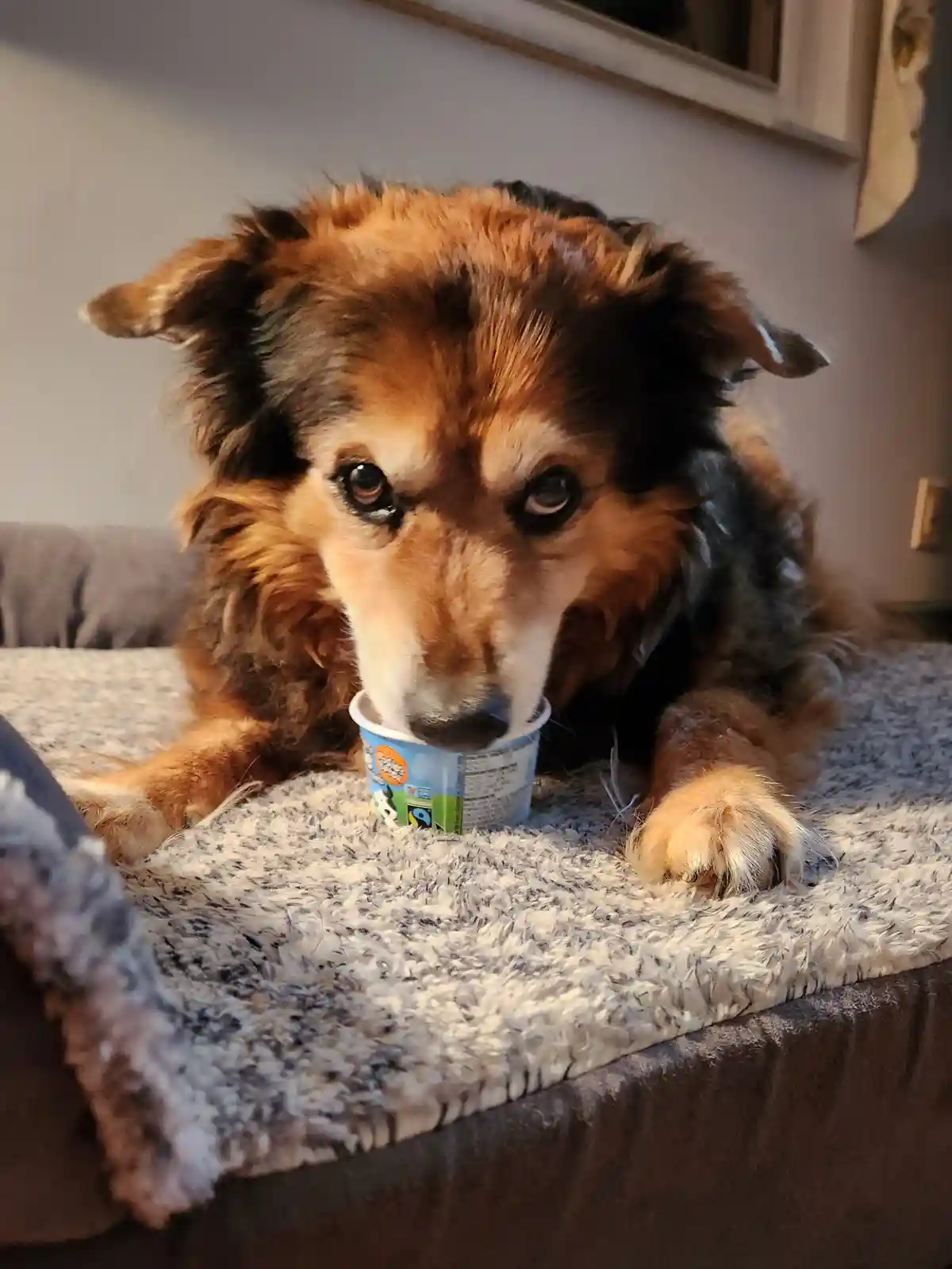 A fluffy brown and black dog with soulful eyes lies on a grey textured couch, holding a small blue and white yogurt cup in…