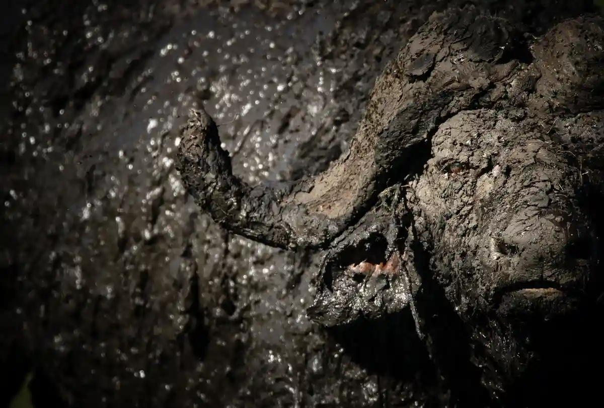 A close-up photograph of a buffalo completely covered in dark, wet mud, with its face, horns, and body obscured by the muck…