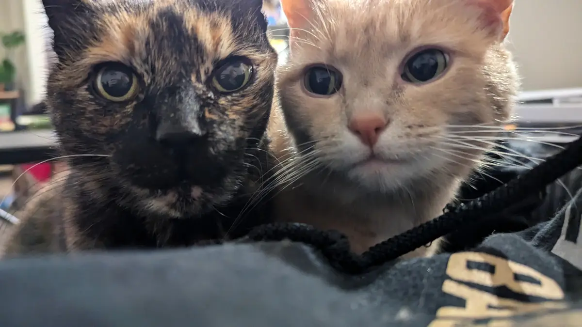 Two cats stare intensely at the camera, one tortoiseshell and one cream-colored, both with wide, unblinking eyes. They…