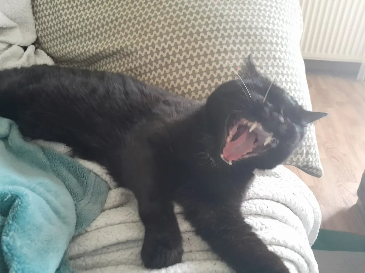 A black cat is lying on a couch with a patterned backrest, yawning widely with its mouth open, revealing its teeth and…