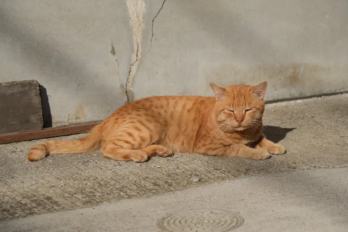 An orange tabby cat with stripes is lying on a concrete sidewalk, eyes half-closed in apparent relaxation or sleep, basking…