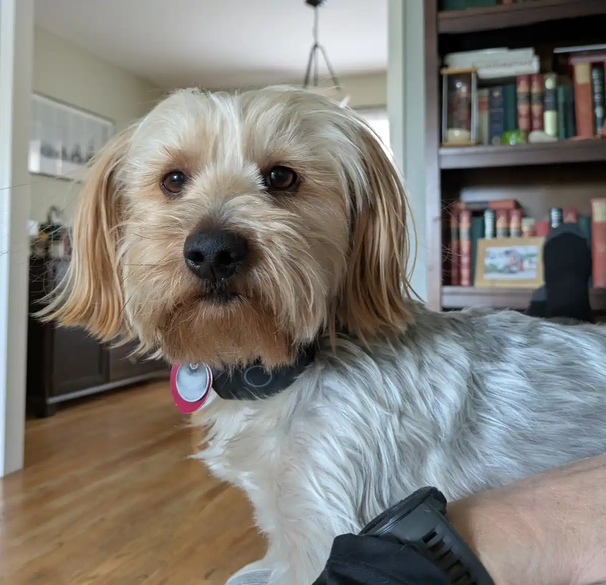A close-up photo of a small, fluffy dog with light brown and white fur, wearing a black collar with a red tag, looking…