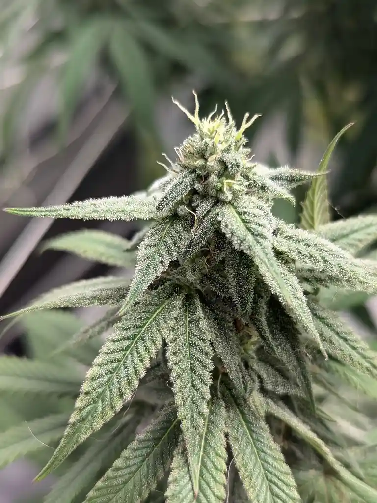 A close-up photograph of a cannabis bud covered in dense, crystalline trichomes, surrounded by serrated green leaves. The…