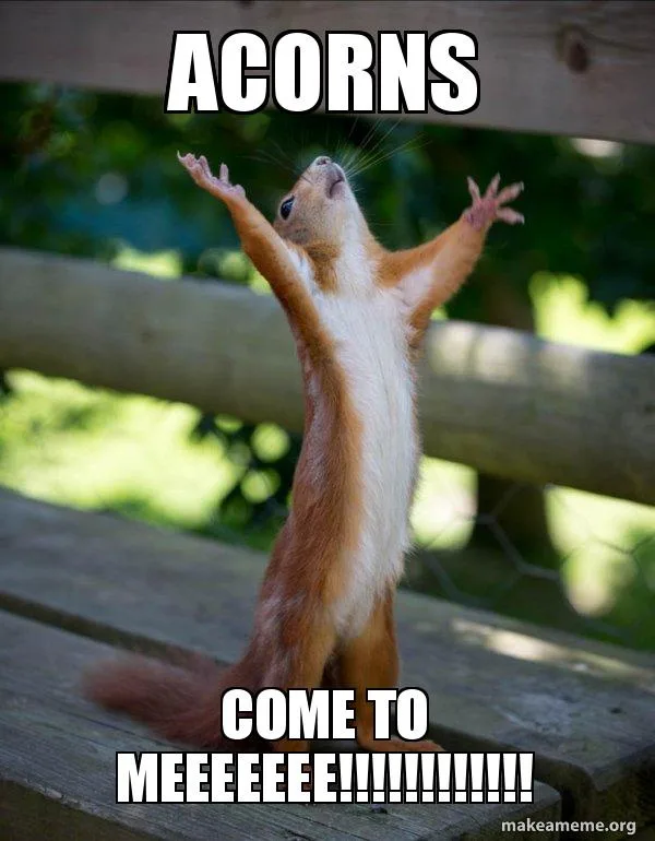 A red squirrel stands upright on a wooden bench with its arms raised and mouth open in an excited or pleading pose. The…