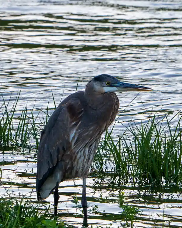 A great blue heron stands motionless in shallow water among green reeds, its long neck curved and head turned slightly…