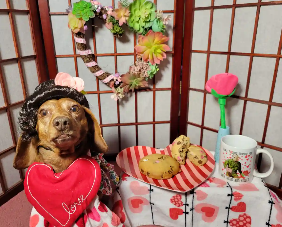 A brown dog wearing a black wig and a red heart-shaped pillow with 'love' embroidered on it sits in front of a heart-shaped…