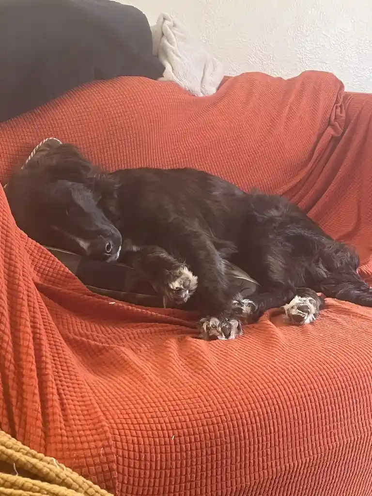 A black dog with fluffy fur is curled up and sleeping soundly on a textured orange couch blanket. Its paws are visible, and…