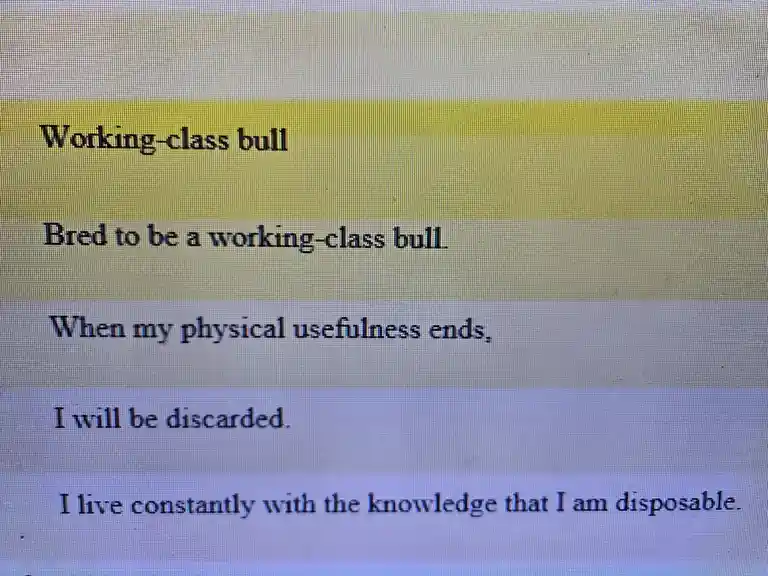 The Everyday Struggles of a Working-Class Bull