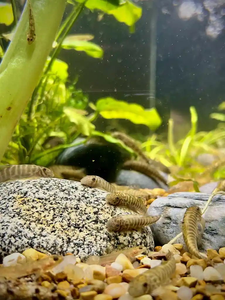 An aquarium scene filled with numerous small, striped fish clinging to rocks and plants. The fish are mostly stationary…