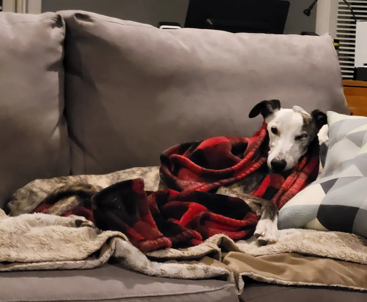 A dog with a white and gray coat is lying on a gray couch, wrapped in a red and black plaid blanket. The dog has one eye…