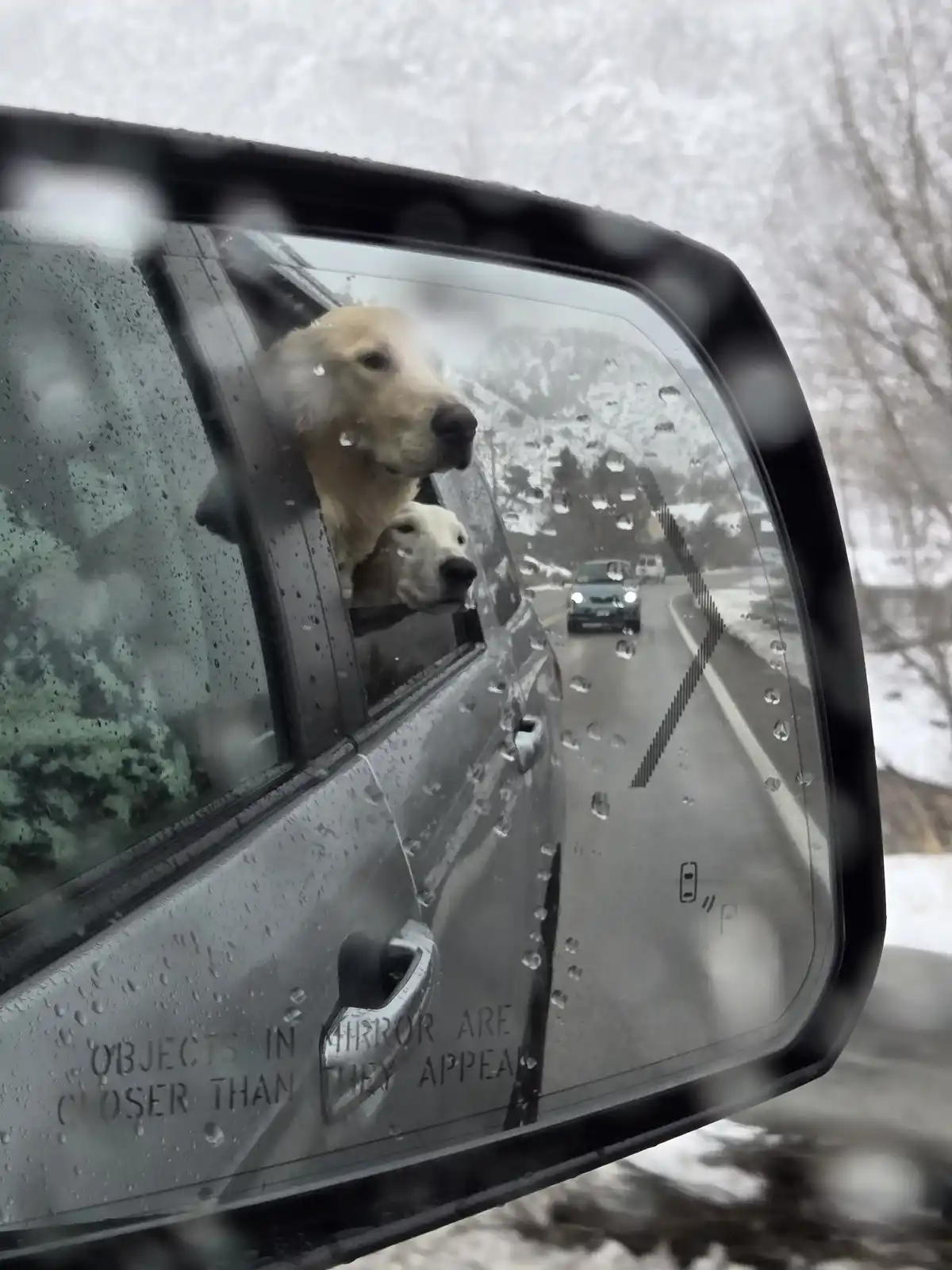 A close-up of a car's side-view mirror shows two golden retrievers with their heads sticking out of the passenger window…