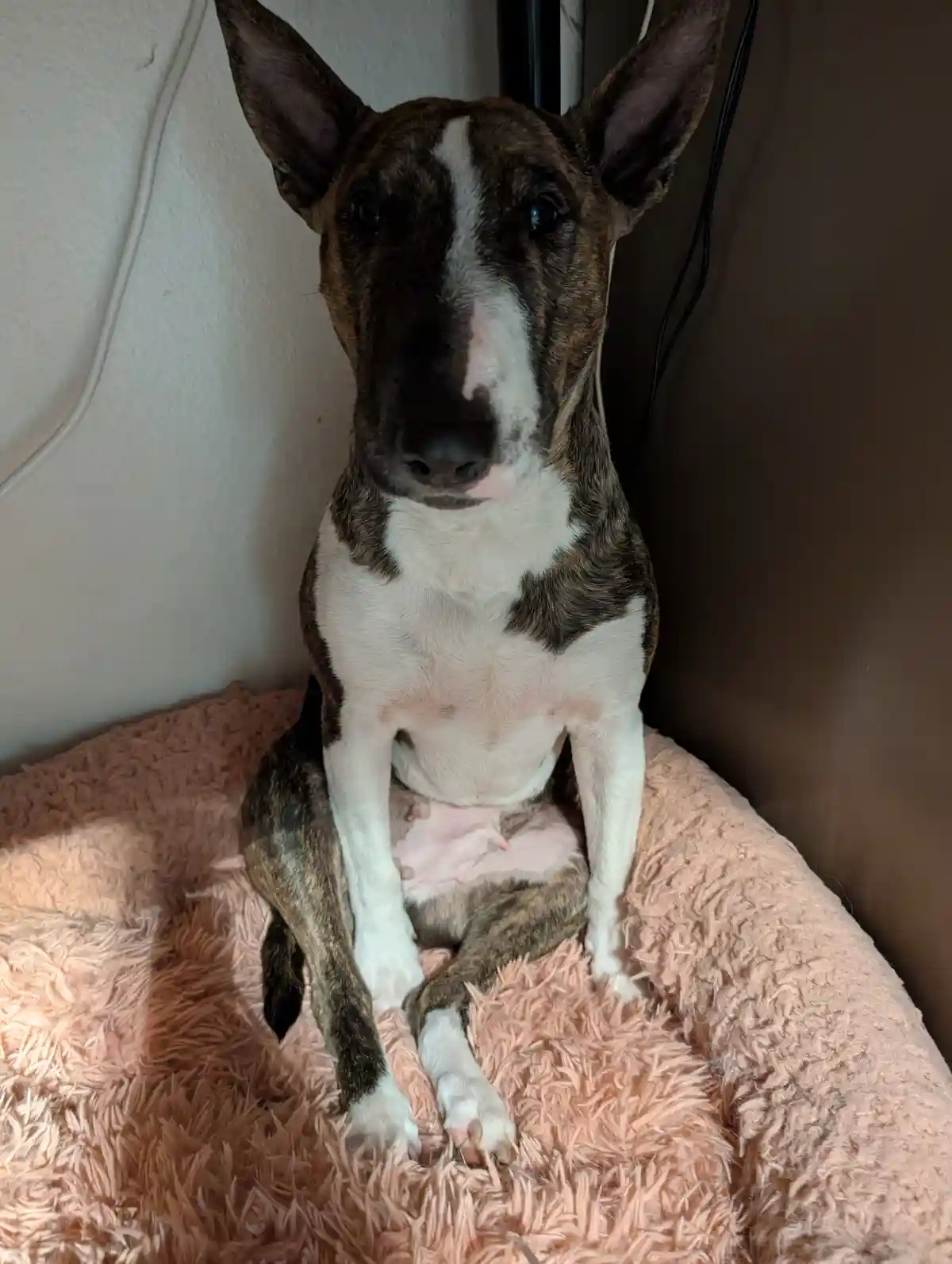 A brindle and white dog with large ears sits upright on a fluffy pink dog bed, looking directly at the camera with a serious…