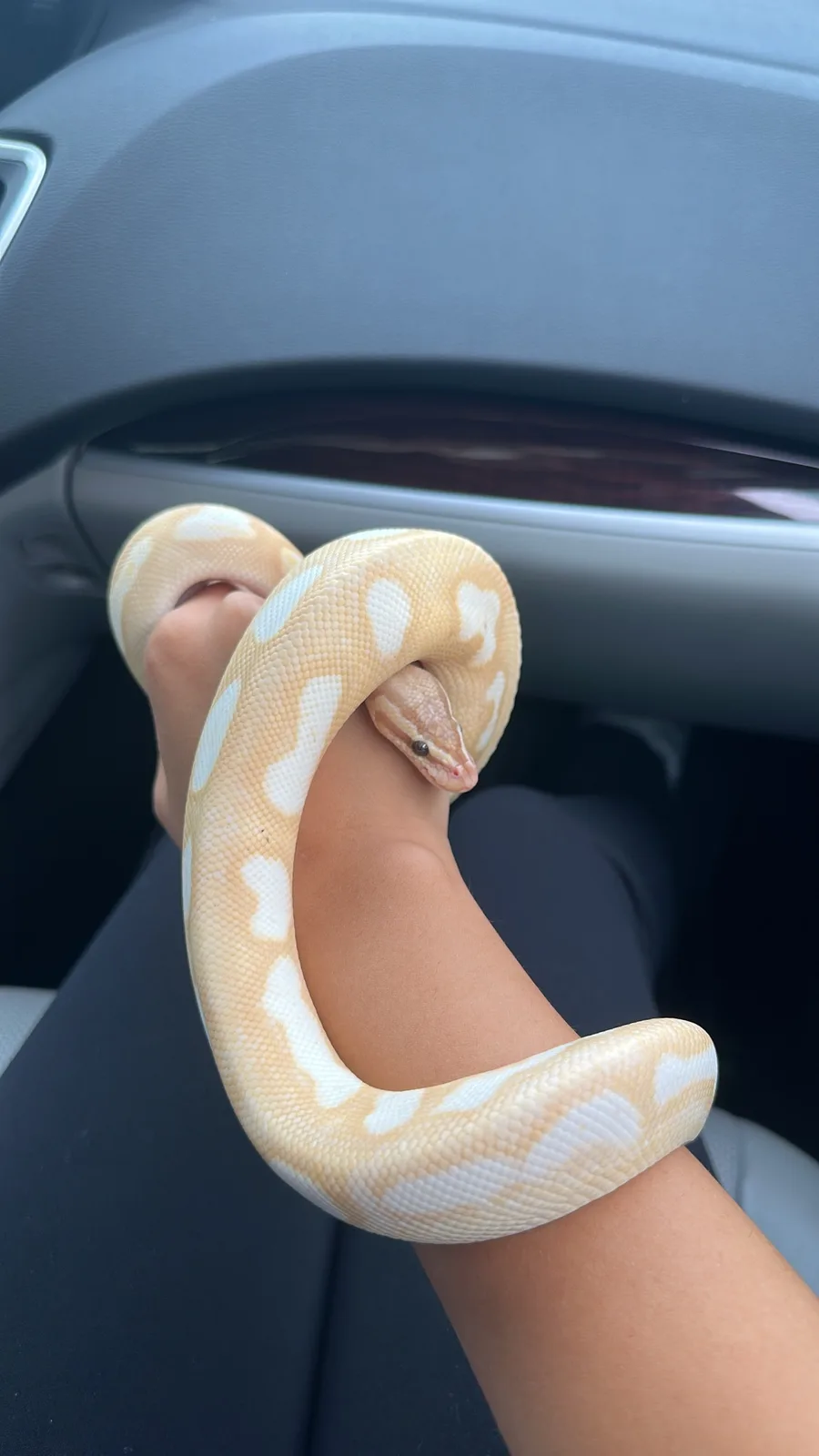 Meet Valkyrie, My One-Year-Old Companion: Can You Guess His Morph ID?