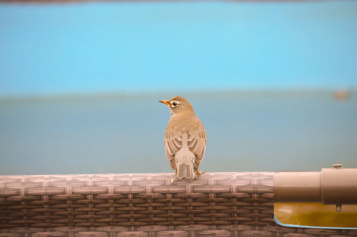 A small brown bird with an orange beak stands on the woven backrest of an outdoor chair, facing left against a blurred blue…
