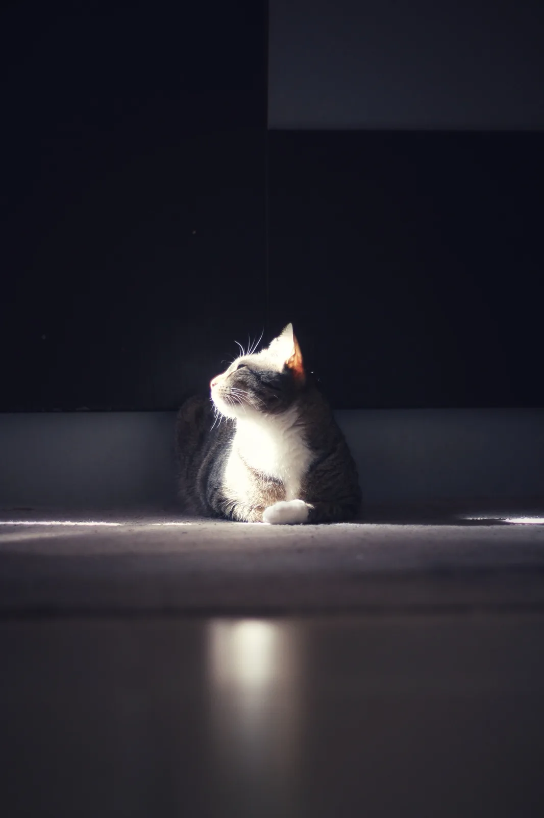 A gray and white tabby cat sits in a narrow beam of sunlight on a dark floor, looking upward with a serene expression. The…