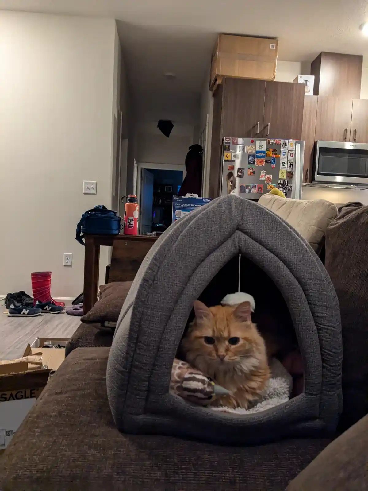 An orange tabby cat sits inside a gray fabric cat bed placed on a brown couch, looking directly at the camera with a bored…