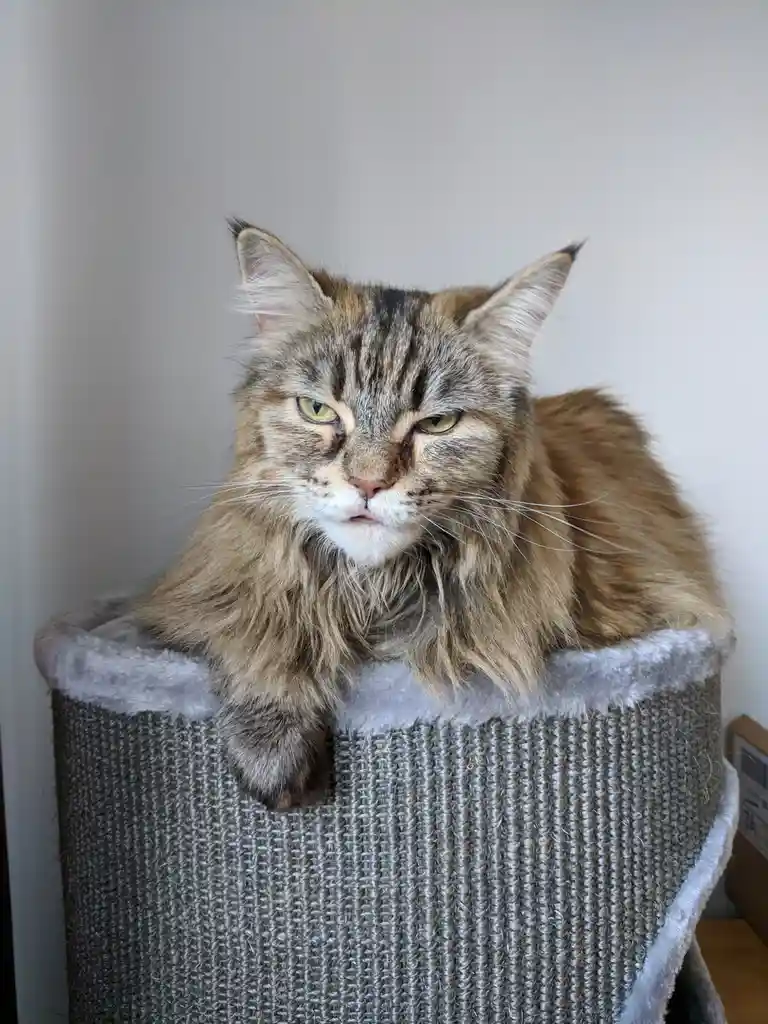 Throwback to Miss Purrkins, Blepping into the New Year