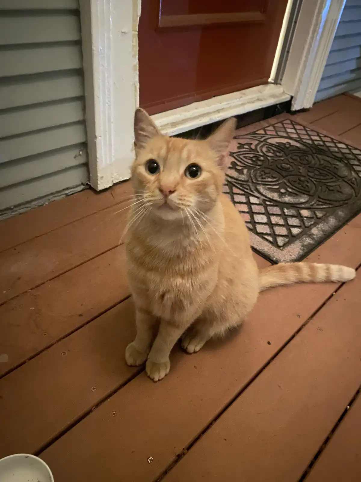 An orange tabby cat sits on a wooden porch floor in front of a red door, looking directly at the camera with wide, innocent…