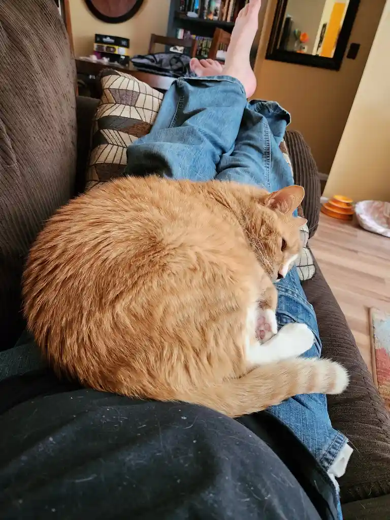 Cuddly Kitties on the Loveseat