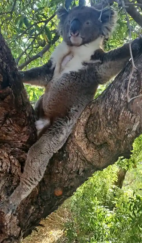A koala is lounging upside down in a tree, gripping branches with its paws and looking directly at the camera with a relaxed…