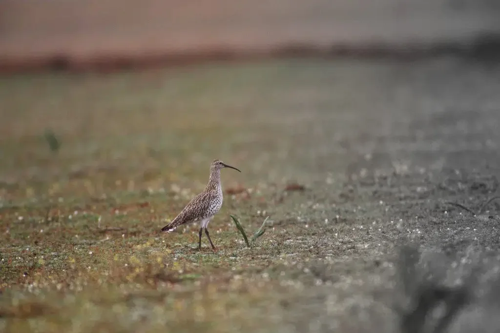 A small, speckled shorebird with a long, curved beak stands alone on a muddy, grassy shoreline. The background is blurred…