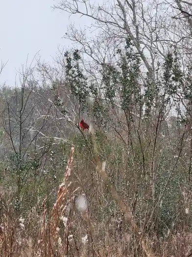A bright red cardinal perches on a branch amidst snow-dusted, leafless bushes and trees under an overcast sky. The overlaid…