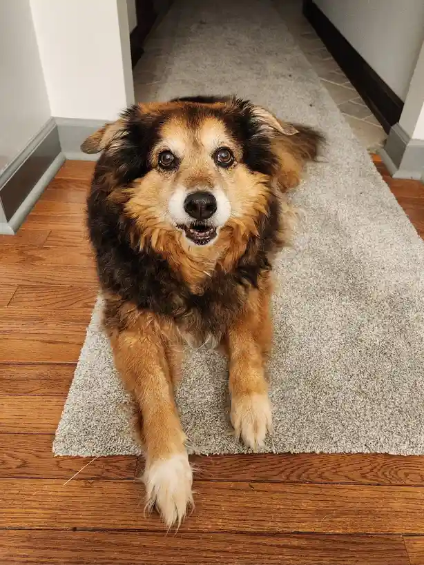 A fluffy, medium-sized dog with brown, black, and white fur lies on a gray rug placed on hardwood floors, looking directly…