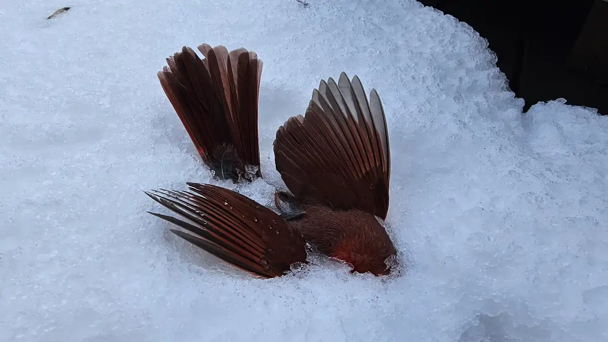A small reddish-brown bird is partially buried in white snow, with its wings and tail feathers splayed outwards. The bird's…