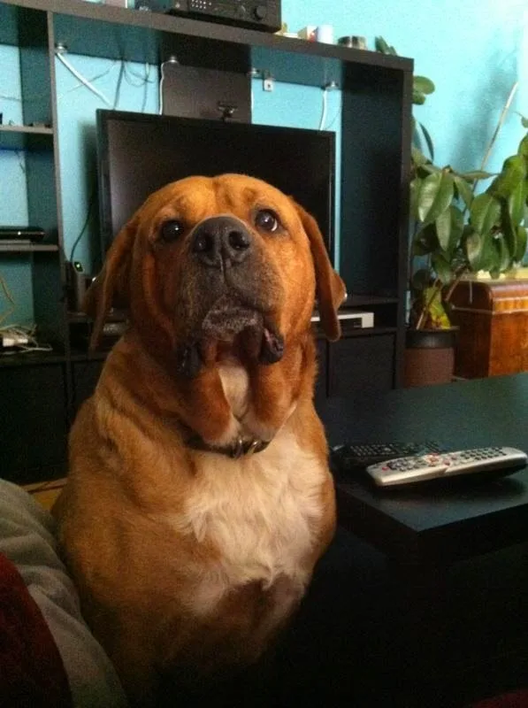 a brown dog with a white chest sits on a couch in a living room, looking upward with a slightly slack-jawed, unimpressed…