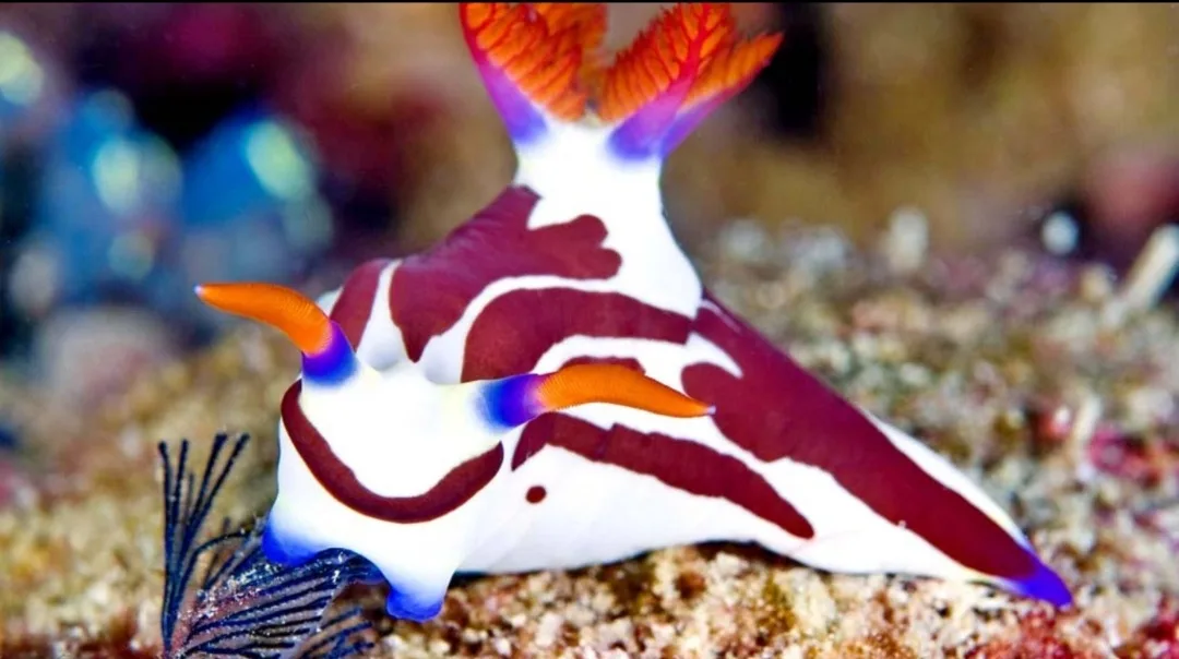A vibrant, colorful sea slug with white, maroon, orange, and blue patterns crawls on a sandy ocean floor. Its feathery…