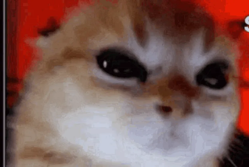 A close-up, blurry image of a fluffy, light-brown cat with large, expressive eyes staring intensely at the viewer against a…