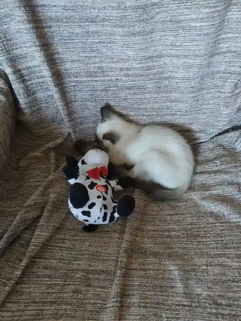 A fluffy, light-colored cat with dark points is curled up and sleeping on a striped couch next to a black-and-white stuffed…